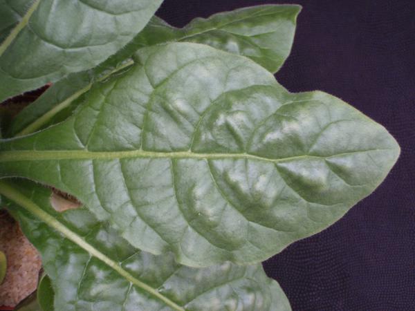 Zinc deficiency of ornamental tobacco.